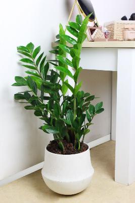 PLANTE D’INTÉRIEUR - Zamioculcas