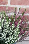 COUPE DE PLANTES - Bruyère "Calluna"