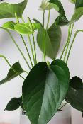 PLANTE D’INTÉRIEUR - Anthurium