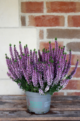 PLANTE D'EXTÉRIEUR - Bruyère "Calluna"