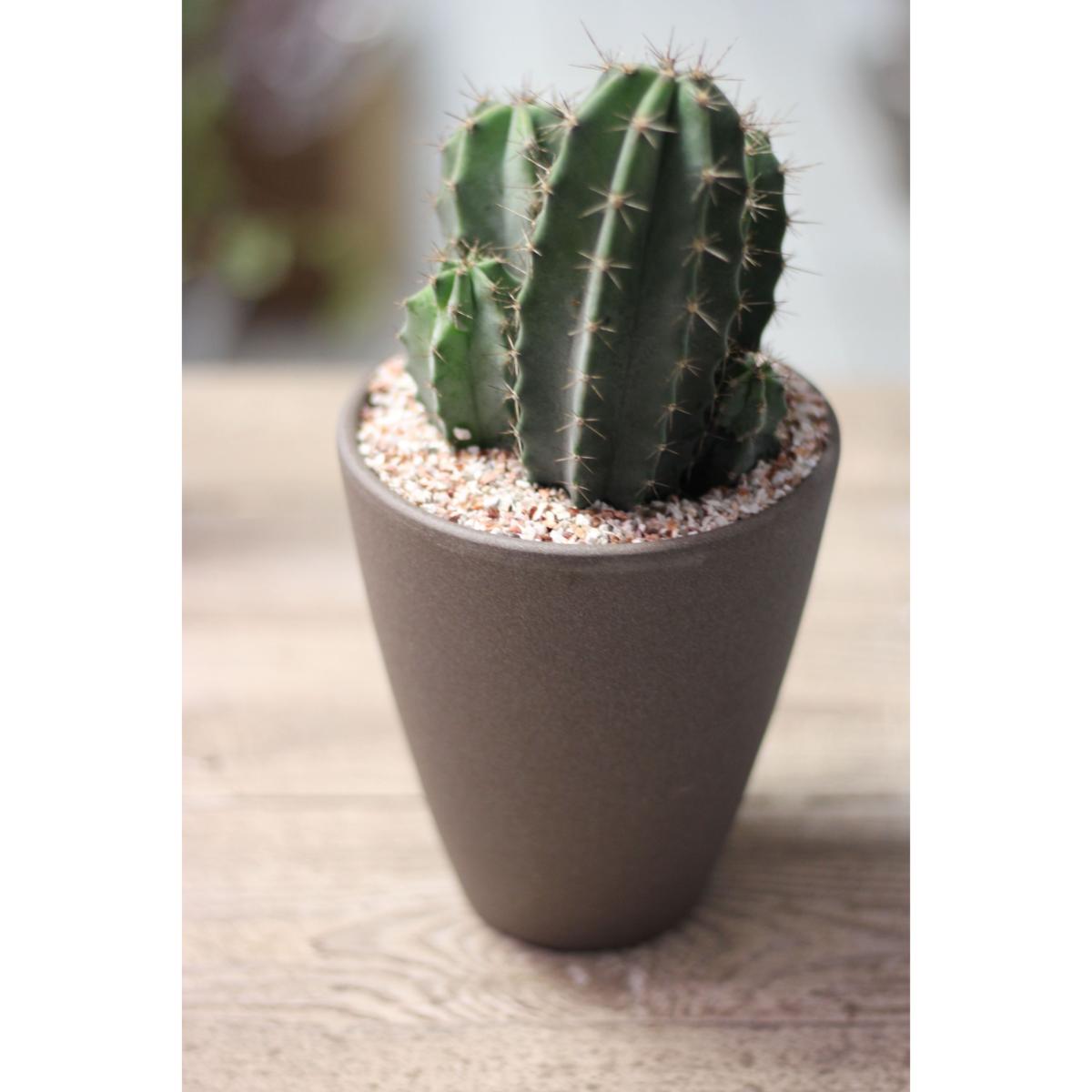 La fontaine fleurie Offrir Cactus d