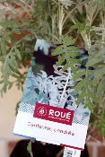 PLANTE D'EXTERIEUR - Centaurée Cendrée