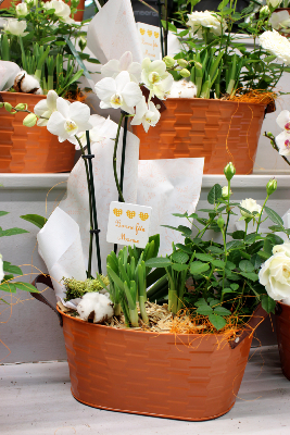Fête des Grands-Mères - Composition d'orchidée, narcisses et mini rosier