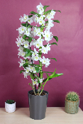 ORCHIDÉE - Dendrobium