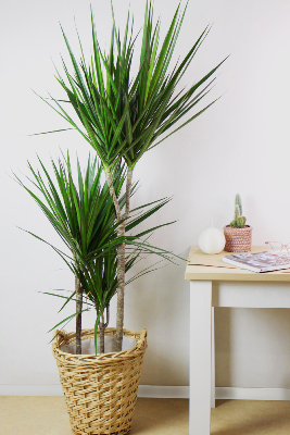 PLANTE D’INTÉRIEUR - Dracaena