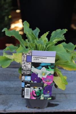 PLANTE VIVACE - Campanule
