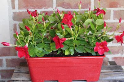 Jardinière de dipladénias