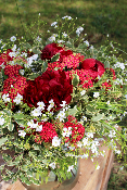 MILAN - Bouquet de pivoines rouges