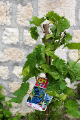 ARBRE FRUITIER - Vigne