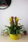 PLANTE D’INTÉRIEUR - Bromélia