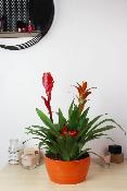 PLANTE D’INTÉRIEUR - Bromélia