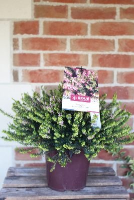 PLANTE D'EXTERIEUR - Bruyère Erica à Floraison d'Hiver