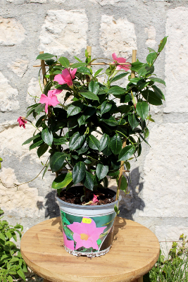 Plantes d'extérieur dans l'Oise - La Fontaine Fleurie