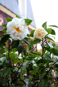 PLANTE D'EXTÉRIEUR - Camélia géant