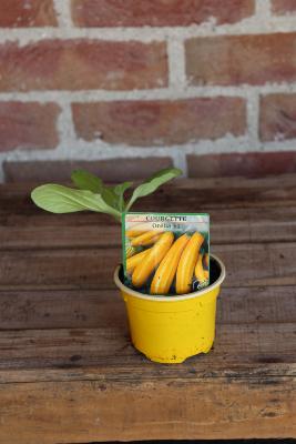 LÉGUME À PLANTER - Courgette jaune