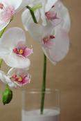 FLEUR ÉTERNELLE - Orchidée phalaenopsis