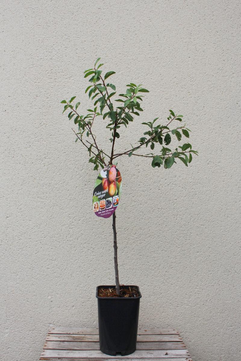 ARBRE FRUITIER  Mirabellier "Mirabelle de Nancy"