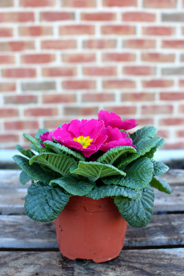 PLANTE D'EXTÉRIEUR - Primevère