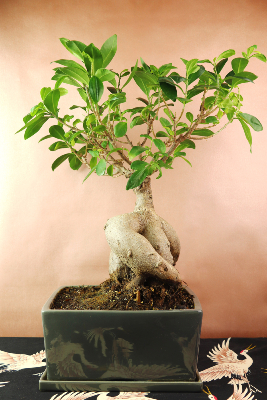 YOKOHAMA - Bonsaï d'intérieur Ficus Ginseng