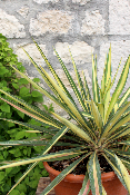 PLANTE D'EXTÉRIEUR - Yucca Filamentosa