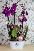 NOËL - Composition d'orchidées Merry Christmas