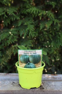 LÉGUME À PLANTER - Courgette ronde de Nice