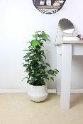 PLANTE D’INTÉRIEUR - Ficus