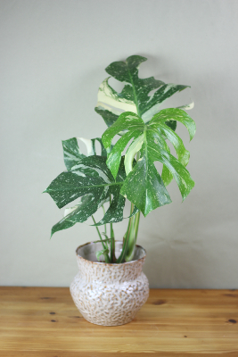 PLANTE D’INTÉRIEUR - Monstera