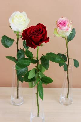 Offrir des roses blanches à l'unité - La Fontaine Fleurie