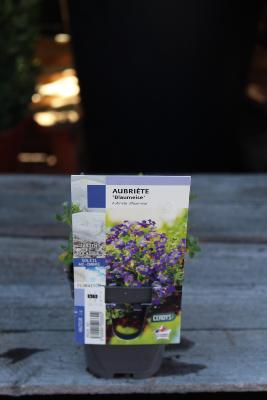 PLANTE VIVACE - Aubriète