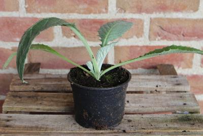 LÉGUME À PLANTER - Artichaut