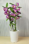 Cache-pot pour orchidée