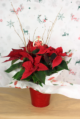 PLANTE D’INTÉRIEUR - Poinsettia, étoile de Noël