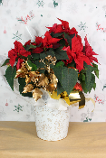 PLANTE D’INTÉRIEUR - Poinsettia, étoile de Noël