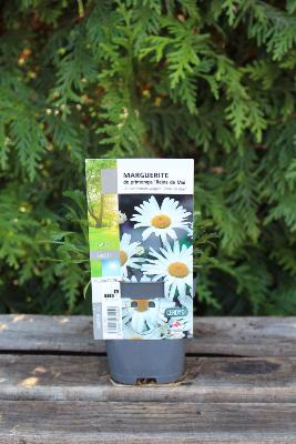 PLANTE VIVACE - Marguerite de Printemps 'Reine de mai'