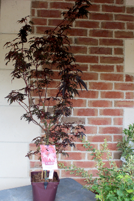 Erable du Japon - Acer Palmatum 'Bloodgood'