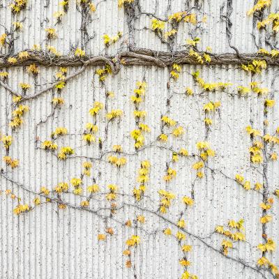 Les plantes grimpantes