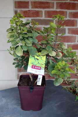 PLANTE D'EXTERIEUR - Arbre à perruques doré (Cotinus)