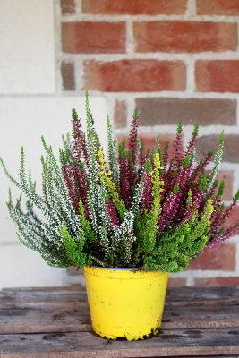 PLANTE D'EXTÉRIEUR - Bruyère "Calluna" bicolore