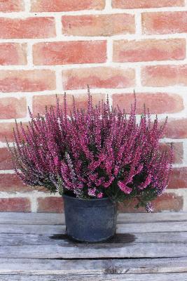 PLANTE D'EXTÉRIEUR - Bruyère "Calluna"