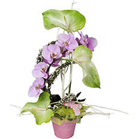 COMPOSITION D’ORCHIDÉES EXOTIQUE