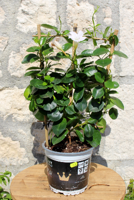 PLANTE D'EXTÉRIEUR - Dipladenia 