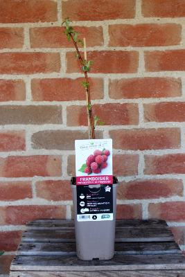 FRUIT À PLANTER - Framboisier précoce