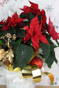 PLANTE D’INTÉRIEUR - Poinsettia, étoile de Noël