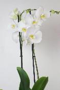 ORCHIDÉE - Phalaenopsis