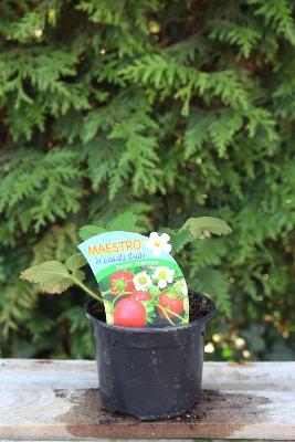 FRUIT À PLANTER - Fraisier remontant 'Maestro'