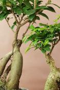 OSAKA - Petit bonsaï d'intérieur