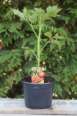 LÉGUME À PLANTER - Tomate Prévia