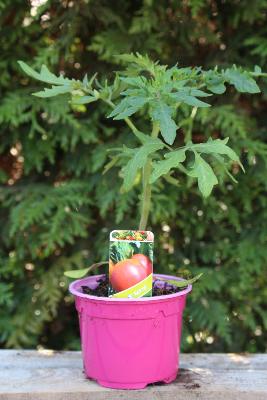 LÉGUME À PLANTER - Tomate rose de Berne