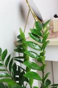 PLANTE D’INTÉRIEUR - Zamioculcas